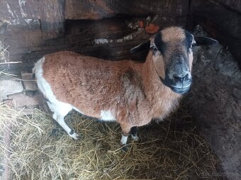 Predam kamerunsku ovcu - 2