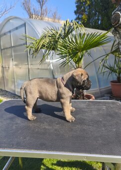 Bulmastif/ Bullmastiff s PP - 2