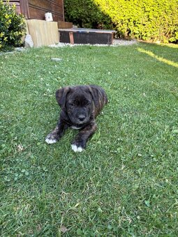 Šteniatko pitbull - 2