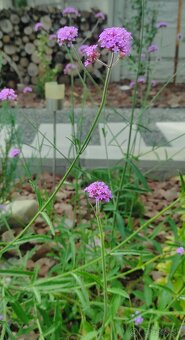 Železník argentínsky - Verbena bonariensis - 2