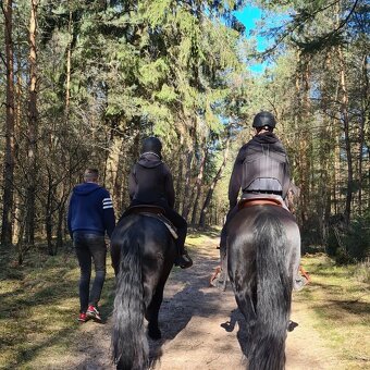 Predám dva frízske kone - 2