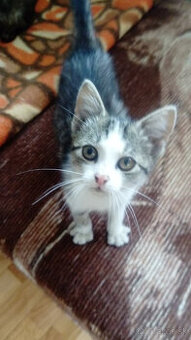 Darujem mačiatka - 2