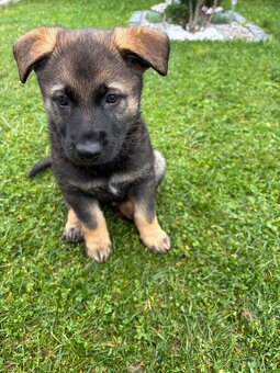 Šteniatka nemeckého ovčiaka - 2