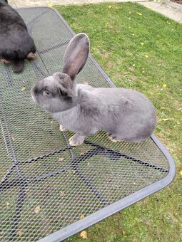 Predám králiky NOS - 2