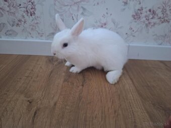 Predam zakrsle kraliky - 2