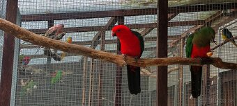 Papagáj kráľovský - 2