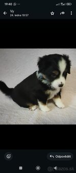 Miniaturní Americký ovčák s PP - 2