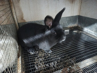 Viedenský modrý a Hyla - 2