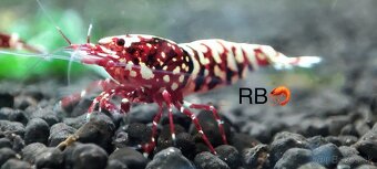 Premium Caridina a Neocaridina - odber Ruzomberok - 2