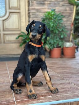 DOBERMAN Šteniatko - 2