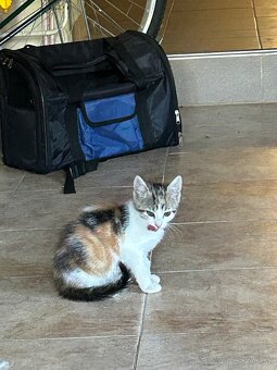 Mačiatka na adopciu - darujeme - 2