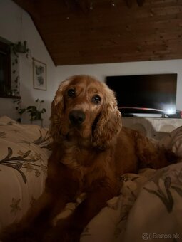 Darujem fenku angkicky kokerspaniel - 2