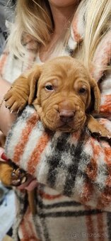 Maďarská vyžla šteniatka - 2