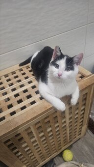 Darujem 4,5mes. kocúrika,zaočkovaný,zdravý - 2