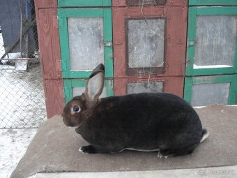 Kastorex - predaj - 2