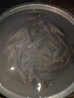 Nástrahové rybky - 2