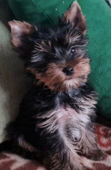 Yorkshírsky terier - 2