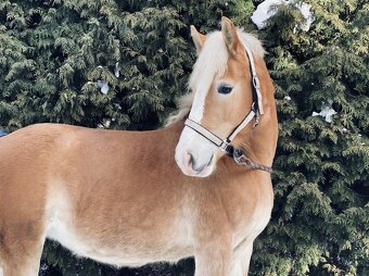 Kobylka hafling 3 roky - 2