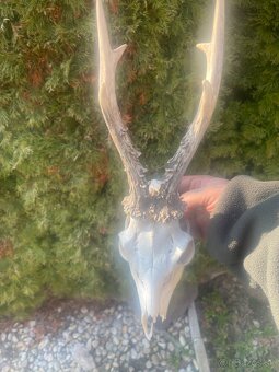 Trofej ,srnec ,parohy ,parozie - 2