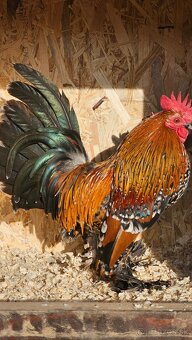 NV Milflerka zlatý porcelán - 2