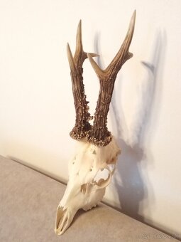 Parohy parožie trofej - 2