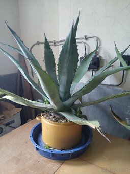 Agáve Americká - 2