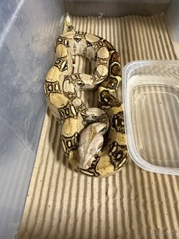 Boa Constrictor - Velhad královsky - 2