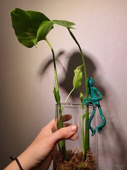 Monstera thai constellation odrezky - 2