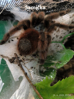 Caribena Versicolor (avicularia, pavúk, tarantula) - 2