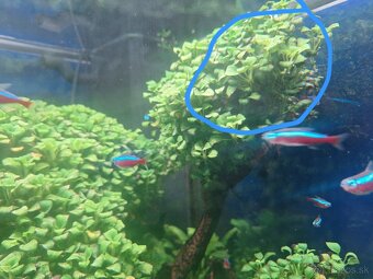 Anubias nana - 2