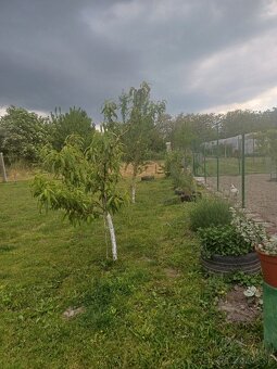 Pozemok s ovocnými stromami a so sarším rodinným domom - 2