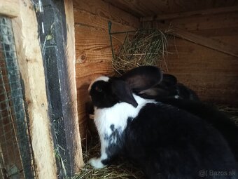 Šarišský Obrovitý - 2