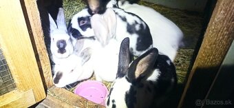 Predám 3 mesačne  králiky - 2