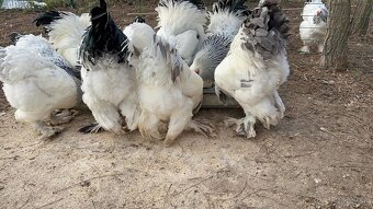 Brahmanka Columbia f.veľká - 2