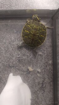 Vodné korytnačky - 2