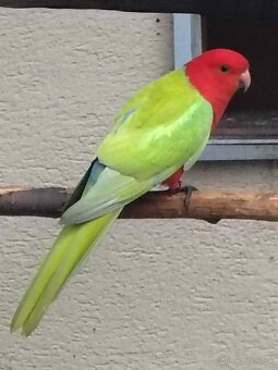 Papagáj Královský žltý predaj - 2