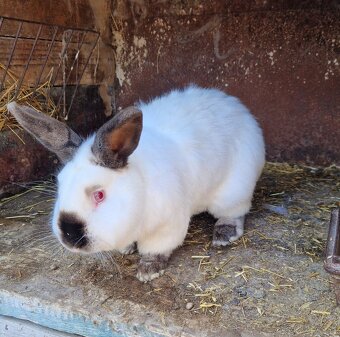 Kalifornský králik - 2