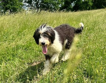 Pejsek BORDOODLE S PP - 2