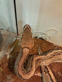 Python regius - pinstripe - 2