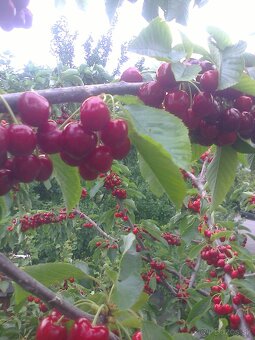 Čerešne - 2