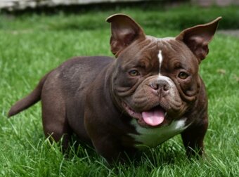 American bully psik aj fenka - 2