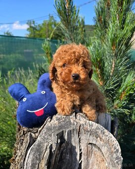Pudlik, pudel toy-mini -Poodle - 2