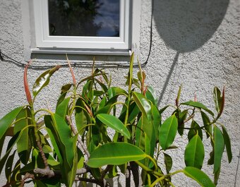 Ficus elastica (30ročný) - 2