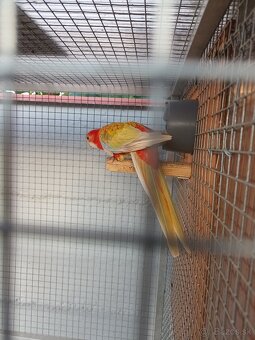 Predam rozely - 2