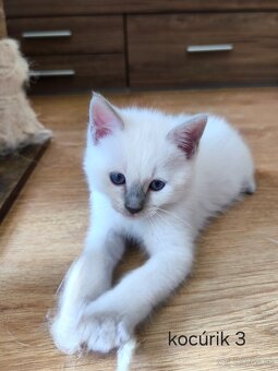 Ragdoll mačiatká na predaj - eladó ragdoll kiscicák - 2