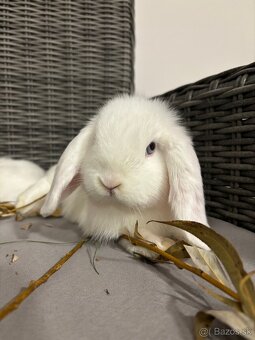 Huňaté Minilop králiky -BIOvýživa, odborný chov, VP - 2