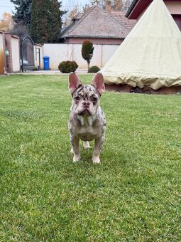 Francuzsky buldoček isabella and tan merle a big rope fenka - 2