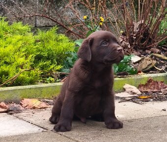 Labrador retriever s PP , Labradorsky retriever - 2
