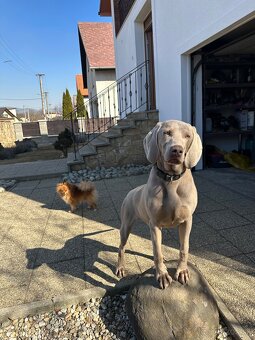 Weimarsky stavač - 2