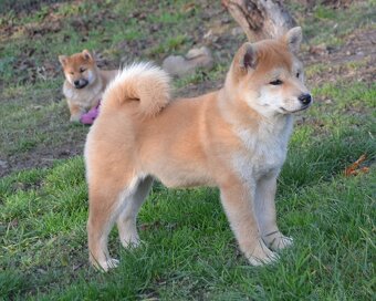 Shiba inu  s PP  /FCI / - 2